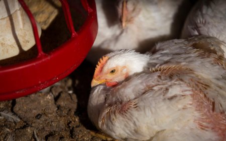 Uruguay vuelve a habilitar la importación de pollo brasileño