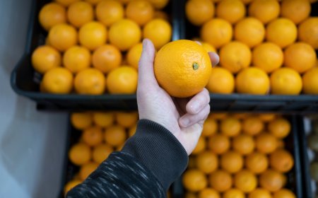 En agosto sale el primer embarque de cítricos a Filipinas