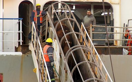 Ministerio suspende temporalmente los permisos de exportación de ganado en pie para faena
