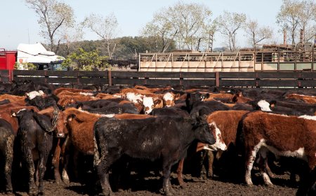 Gremiales del agro plantearán este jueves al MEF retomar exportación de ganado en pie