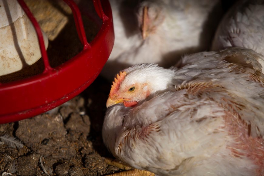 Uruguay vuelve a habilitar la importación de pollo brasileño