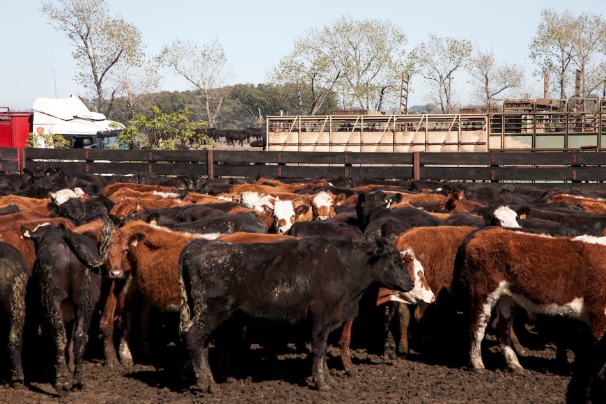 Gremiales del agro plantearán este jueves al MEF retomar exportación de ganado en pie