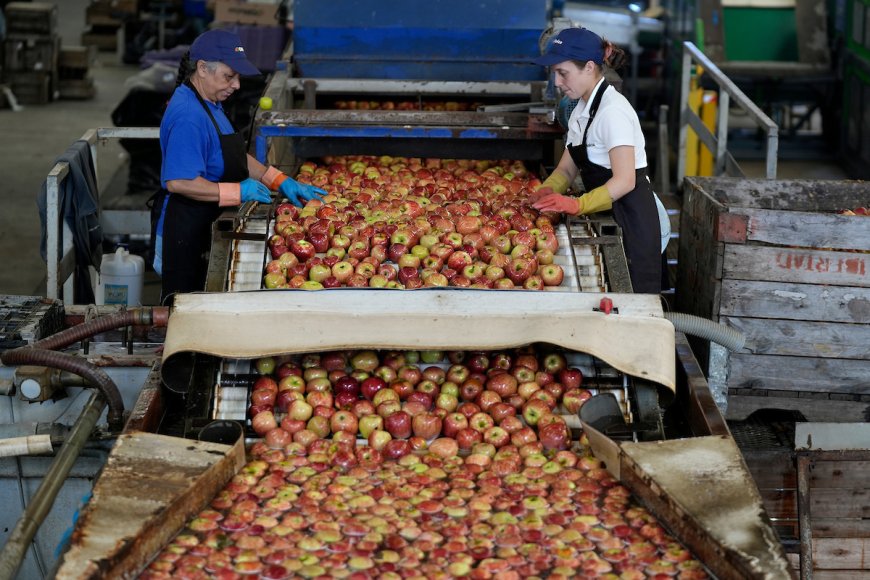 Demanda laboral: primer semestre refleja desaceleración, según estudio de Advice