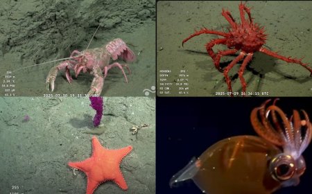 Exploración sin precedentes en el Mar Argentino: científicos marplatenses descubren nuevas especies a 2200 metros de profundidad