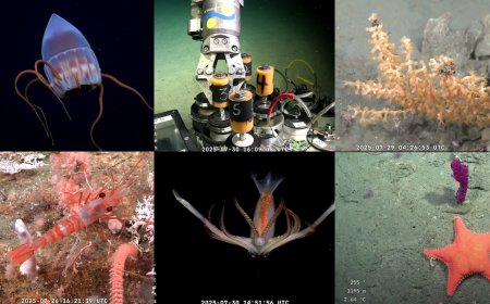 Octava noche: Científicos argentinos transmiten en vivo el hallazgo de especies desconocidas en el fondo del mar