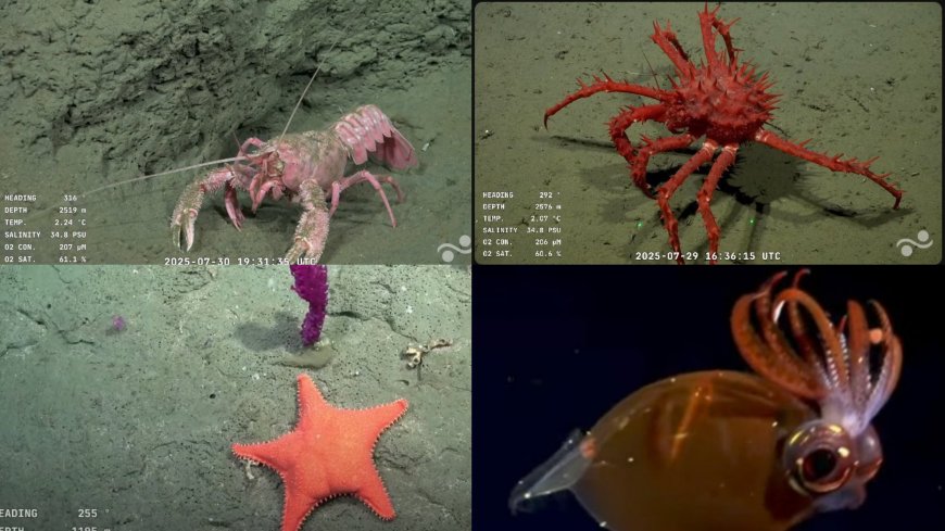 Exploración sin precedentes en el Mar Argentino: científicos marplatenses descubren nuevas especies a 2200 metros de profundidad