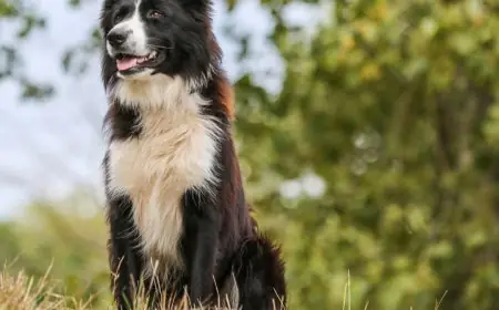 Comenzó hoy la campaña de castraciones caninas en Durazno