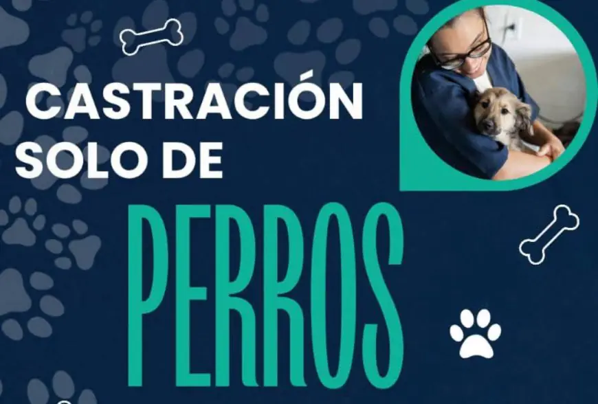 Castración gratuita de perros en Ciudad del Carmen