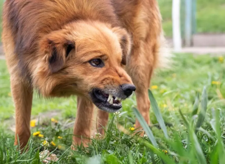 Hombre atacado por perros en Sarandí del Yí: propietaria intimada por tenencia responsable